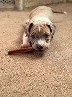 Female3, a female American Bully for sale in Rome, NY – Photo 4 of 5