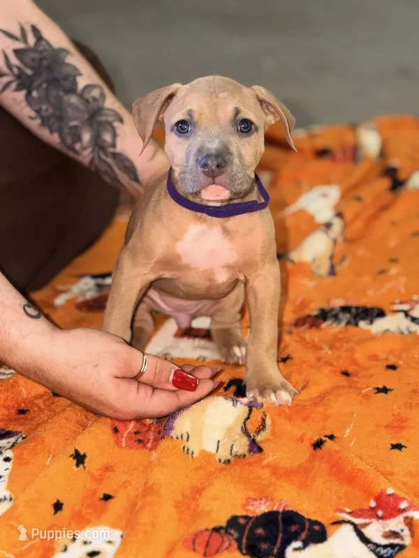 Blue Fawn Female – American Bully puppy for sale in Rome, NY