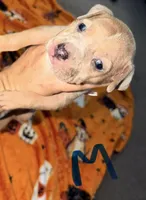 Lilac Tri Merle Male, a male American Bully for sale in Rome, NY – 2 of 4