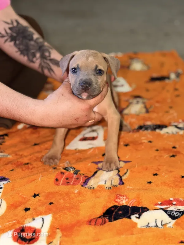 Blue Fawn  Male  – American Bully puppy for sale in Rome, NY