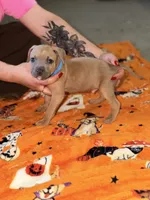 Blue Fawn  Male , a male American Bully for sale in Rome, NY – 2 of 3