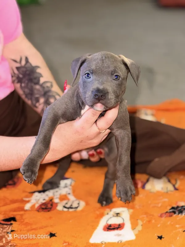 Blue Male #2  – American Bully puppy for sale in Rome, NY