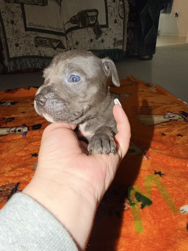 Blue Male  – American Bully puppy for sale in Rome, NY