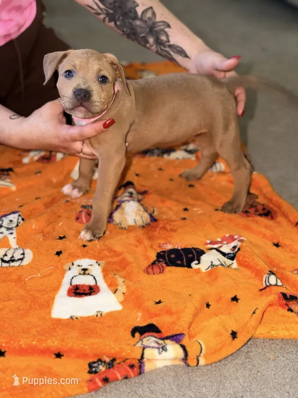Blue Fawn Female  – American Bully puppy for sale in Rome, NY