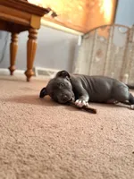 processed/06b1b555-9f82-4d3b-9dc7-777fc1720d57/listing/99a9ba2e-bb4c-4902-9262-08de19d9156f/924e1ce0-9db2-484c-95ba-7e41561525e4