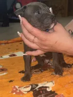 Blue Male #1, a male American Bully for sale in Rome, NY – 2 of 3