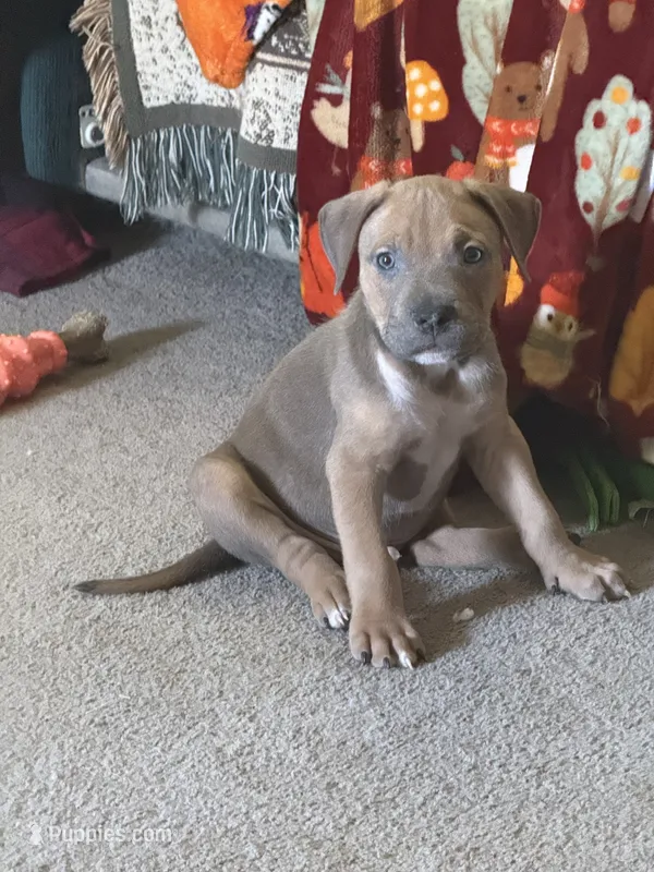 Tank Blue Fawn Male  – American Bully puppy for sale in Rome, NY