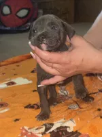 Blue Male #1, a male American Bully for sale in Rome, NY – 3 of 3