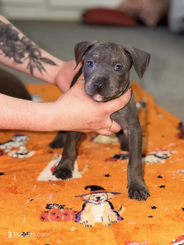 Blue Male #1 – American Bully puppy for sale in Rome, NY
