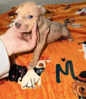 Lilac Tri Merle Male, a male American Bully for sale in Rome, NY – 1 of 4