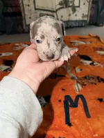 Blue Merle Male, a male American Bully for sale in Rome, NY – 1 of 3