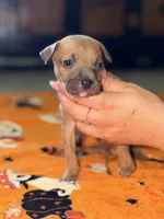Runt Male , a male American Bully for sale in Rome, NY – 2 of 3