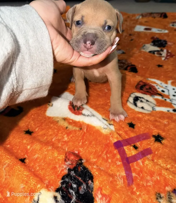 Blue Fawn Female – American Bully puppy for sale in Rome, NY