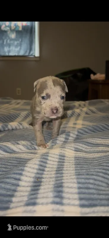 Blue Merle Female – American Bully puppy for sale in Rome, NY