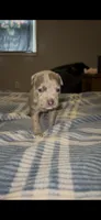 Blue Merle Female, a female American Bully for sale in Rome, NY – 1 of 2