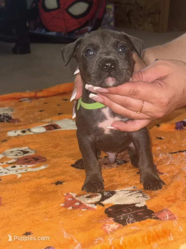 Blue Male #2  – American Bully puppy for sale in Rome, NY
