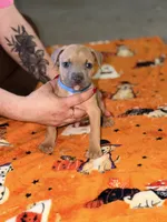 Blue Fawn  Male , a male American Bully for sale in Rome, NY – 3 of 3