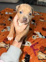 Blue Fawn Female , a female American Bully for sale in Rome, NY – 1 of 2