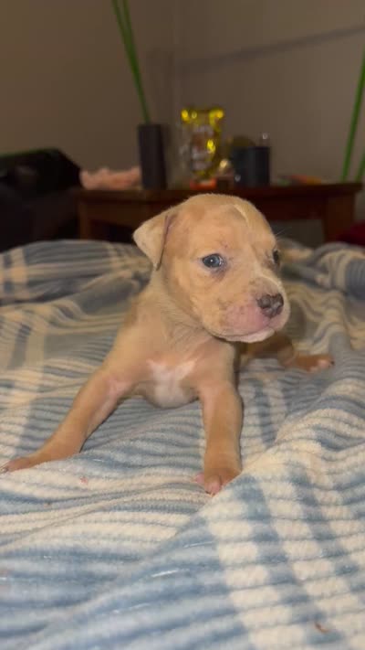 Lilac Tri Merle Male, a male American Bully for sale in Rome, NY – 4 of 4