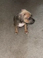 Tank Blue Fawn Male , a male American Bully for sale in Rome, NY – 3 of 3