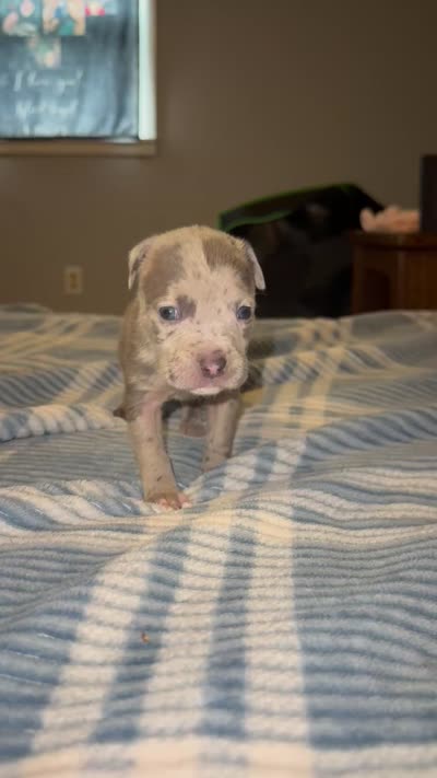 Blue Merle Female, a female American Bully for sale in Rome, NY – 2 of 2