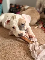 processed/06b1b555-9f82-4d3b-9dc7-777fc1720d57/listing/e6650821-ef61-4e15-9bf5-bcfba39b2388/49f947dc-7137-4862-bf0c-b87225e87ab8