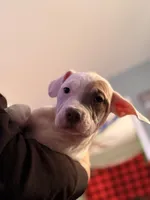 processed/06b1b555-9f82-4d3b-9dc7-777fc1720d57/listing/e6650821-ef61-4e15-9bf5-bcfba39b2388/95b66389-09cc-4b23-b0b3-2c9f54a6e3a2