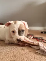 processed/06b1b555-9f82-4d3b-9dc7-777fc1720d57/listing/e6650821-ef61-4e15-9bf5-bcfba39b2388/e6e34d2f-f133-458d-83d1-5b9ab70a2004