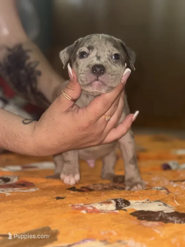 Blue Merle Male – American Bully puppy for sale in Rome, NY