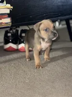 Tank Blue Fawn Male , a male American Bully for sale in Rome, NY – 2 of 3