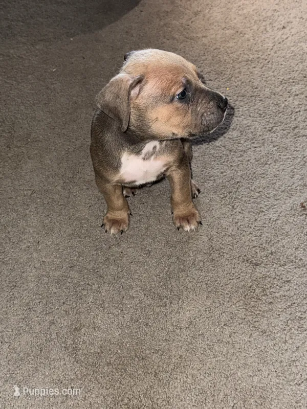 Tank Blue Fawn Male  – American Bully puppy for sale in Rome, NY