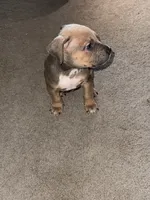 Tank Blue Fawn Male , a male American Bully for sale in Rome, NY – 1 of 3