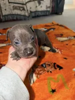 Blue Male , a male American Bully for sale in Rome, NY – 2 of 2