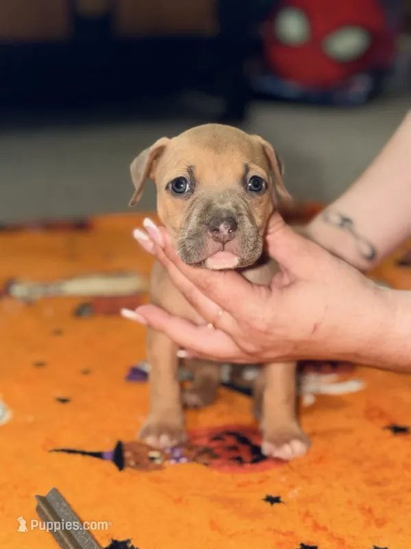 Blue Fawn Female – American Bully puppy for sale in Rome, NY