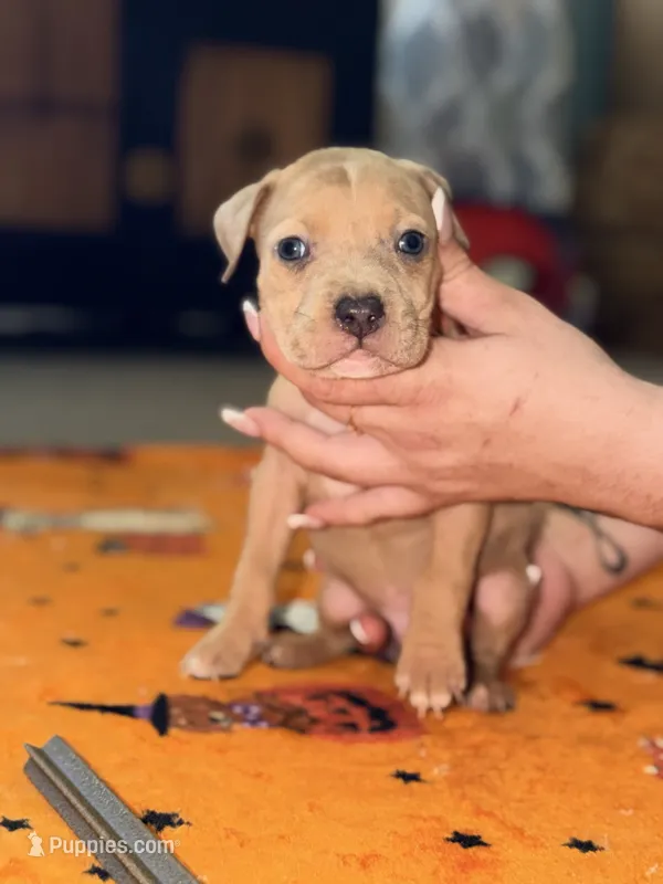 Lilac Tri Merle Male – American Bully puppy for sale in Rome, NY