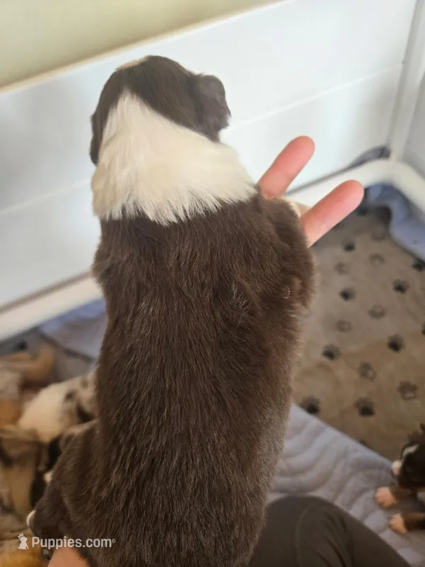 Rowdy – Miniature American Shepherd puppy for sale in Kinsman Center, OH