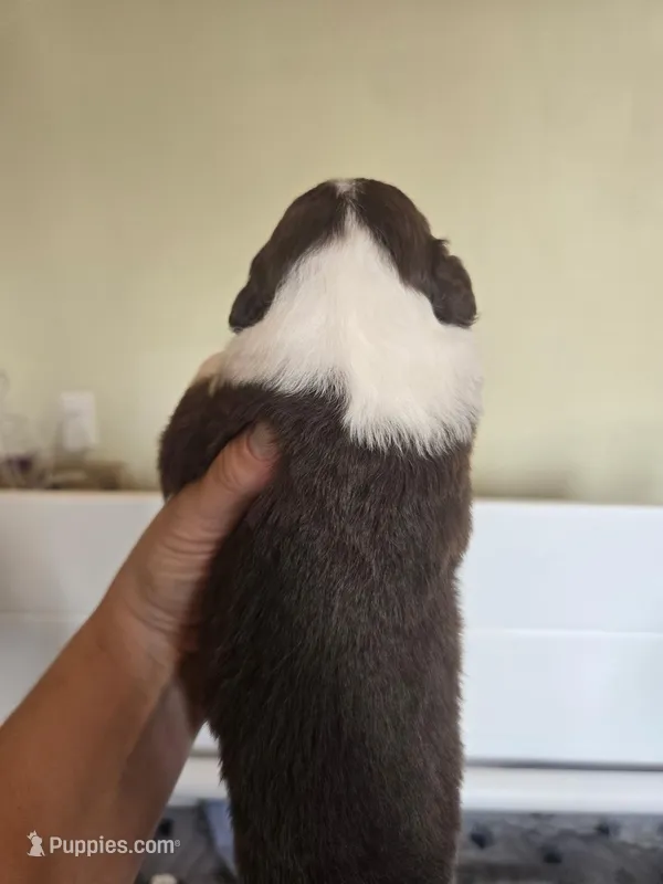 Ozzie – Miniature American Shepherd puppy for sale in Kinsman Center, OH