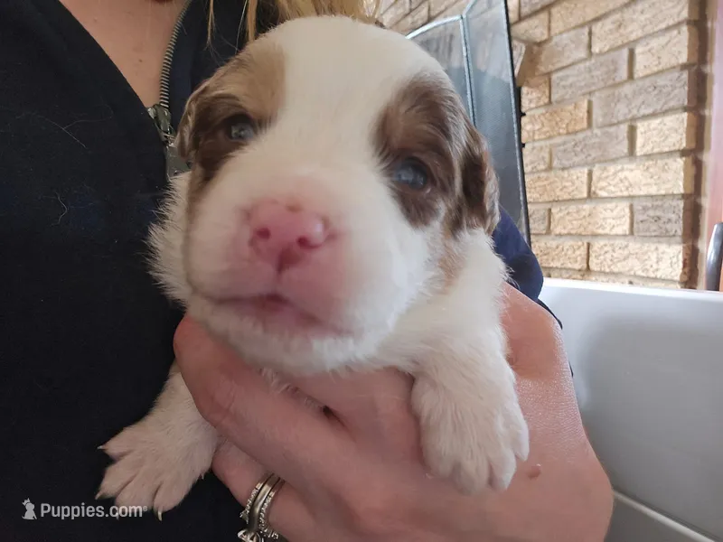 Ranger  – Miniature American Shepherd puppy for sale in Kinsman Center, OH