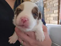 Ranger , a male Miniature American Shepherd for sale in Kinsman Center, OH – Photo 1 of 2
