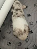 Ranger , a male Miniature American Shepherd for sale in Kinsman Center, OH – Photo 2 of 2