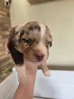Copper, a male Miniature American Shepherd for sale in Kinsman Center, OH – Photo 1 of 2