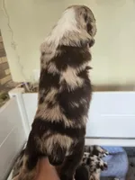 Copper, a male Miniature American Shepherd for sale in Kinsman Center, OH – Photo 2 of 2