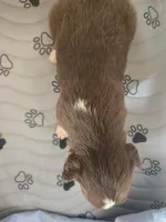 Mia, a female Miniature American Shepherd for sale in Kinsman Center, OH – Photo 2 of 2