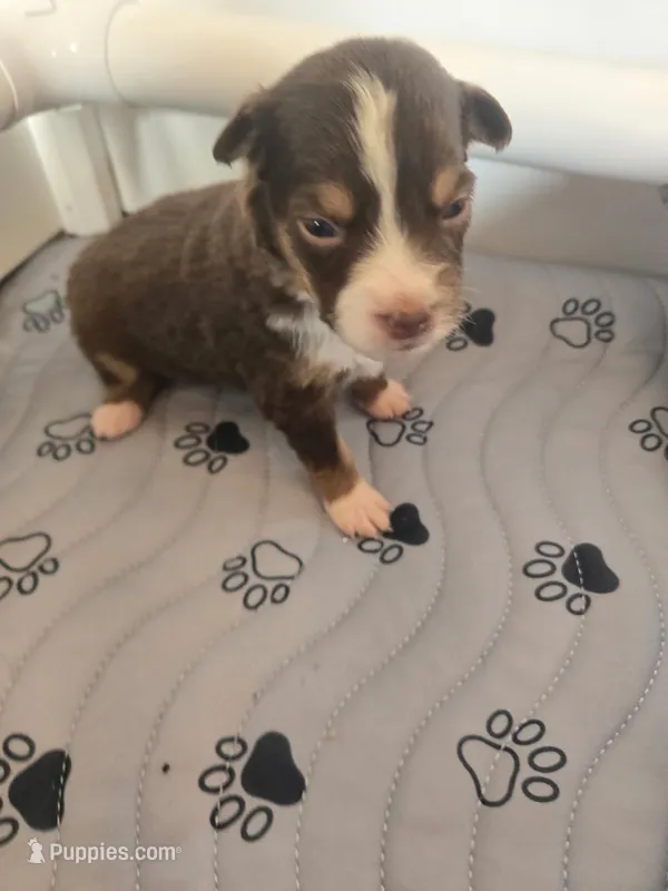 Mia – Miniature American Shepherd puppy for sale in Kinsman Center, OH