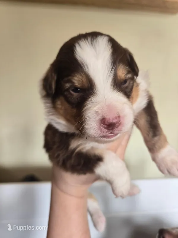 Jasper – Miniature American Shepherd puppy for sale in Kinsman Center, OH