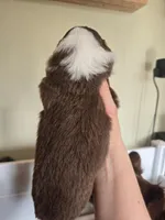 Jasper, a male Miniature American Shepherd for sale in Kinsman Center, OH – Photo 2 of 2