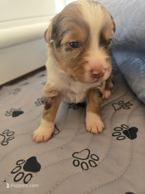 Hazel – Miniature American Shepherd puppy for sale in Kinsman Center, OH