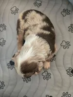 Hazel, a female Miniature American Shepherd for sale in Kinsman Center, OH – Photo 2 of 2