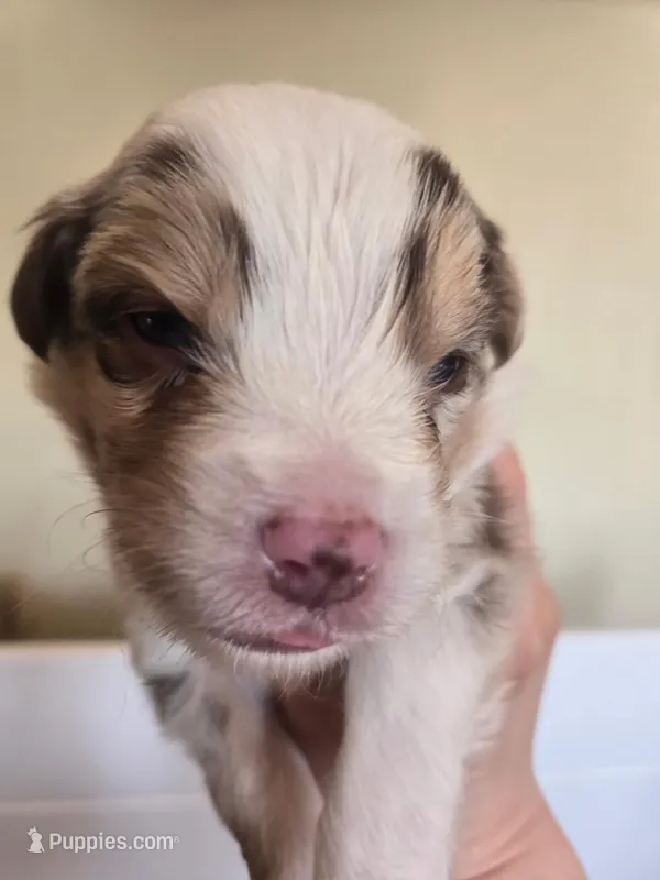 Rusty – Miniature American Shepherd puppy for sale in Kinsman Center, OH