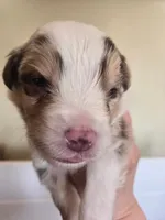 Rusty, a male Miniature American Shepherd for sale in Kinsman Center, OH – Photo 1 of 2
